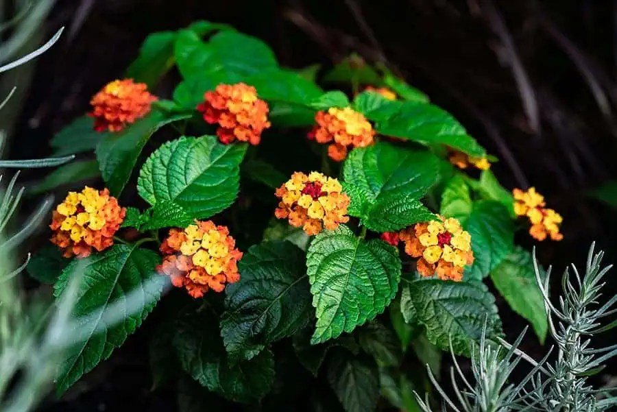 Colorful flowering plants installed in a commercial landscape bed
